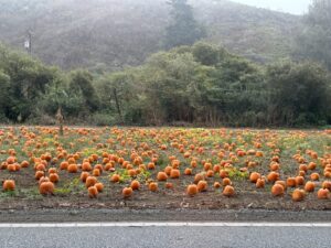 Kürbisfelder in Kalifornien - hier wird Halloween richtig ausgiebig gefeiert